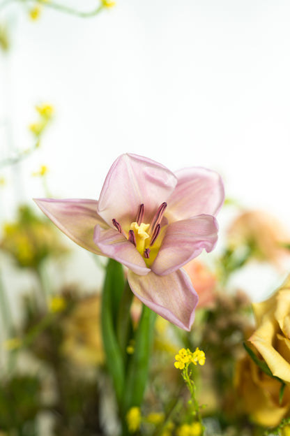 Soft Petals.