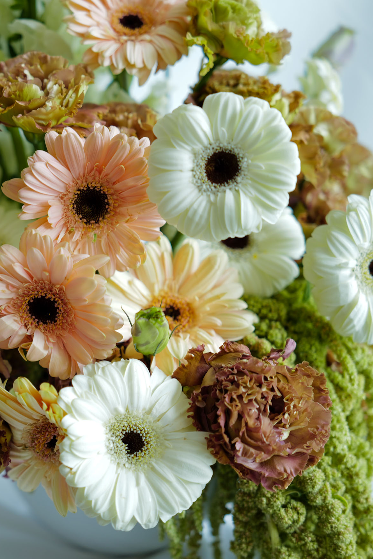 Gerbera