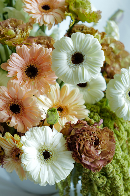 Gerbera
