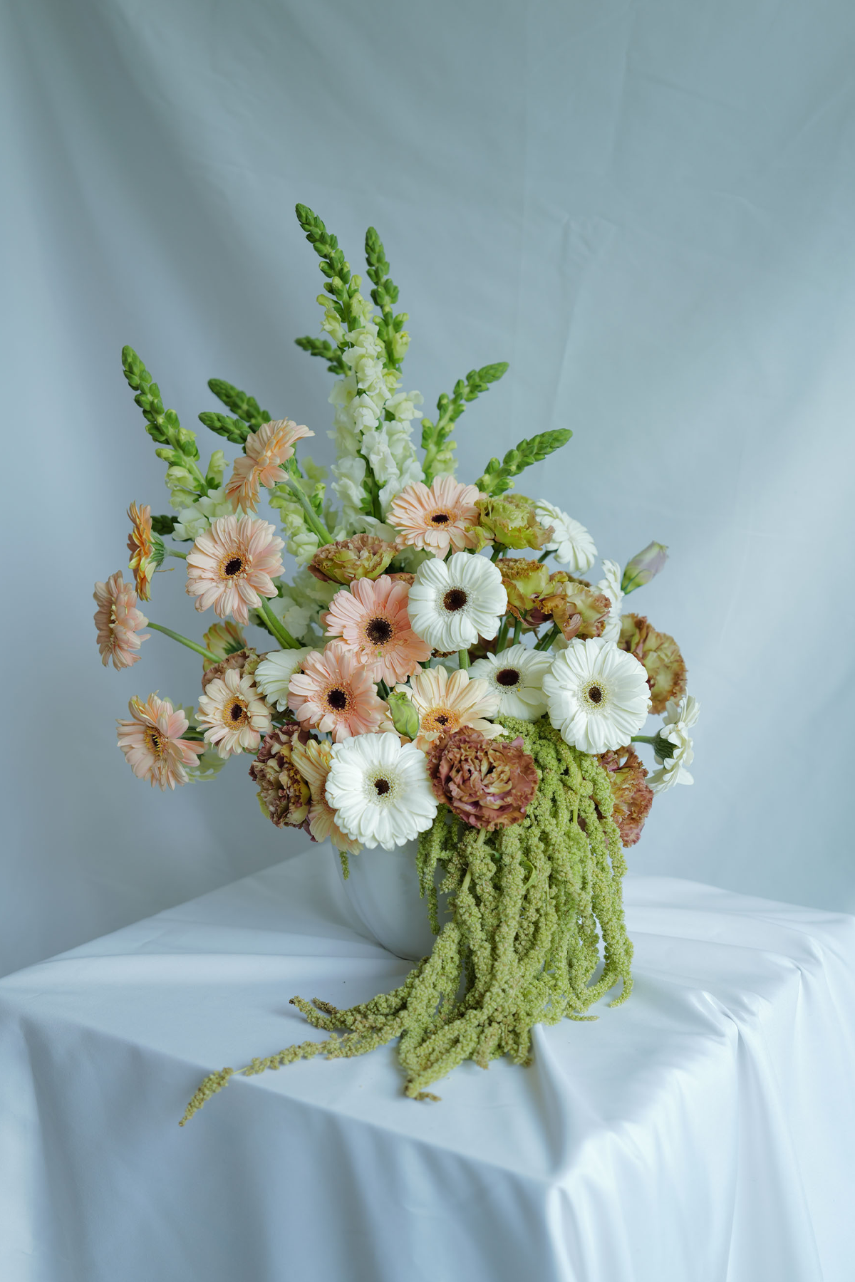 Gerbera