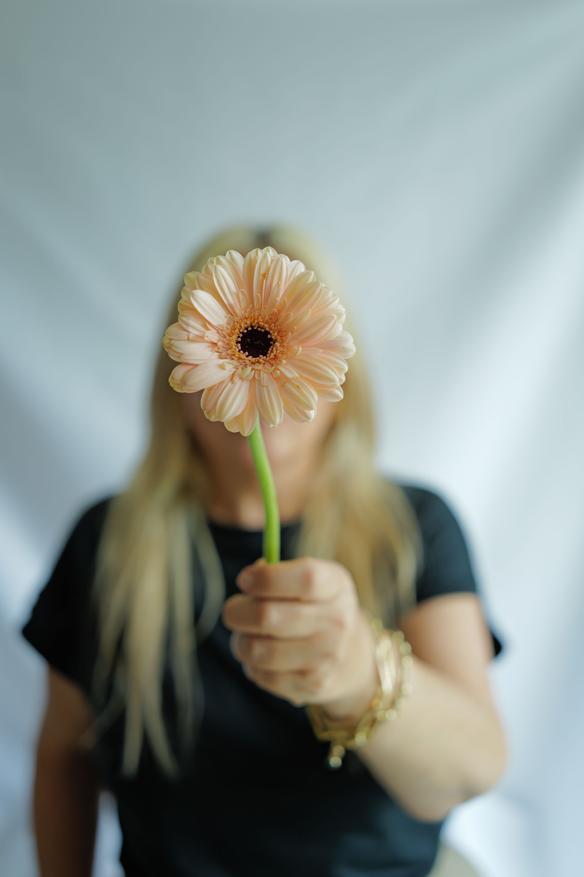 Gerbera