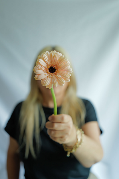 Gerbera