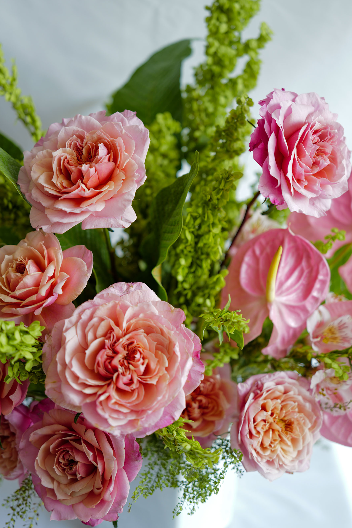 Rosa